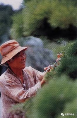從接待過領(lǐng)導(dǎo)人的盆景園，看一個(gè)農(nóng)夫的產(chǎn)業(yè)生命旅程